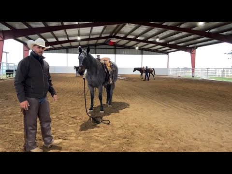 YouTube video about: How to teach a horse to ground tie?