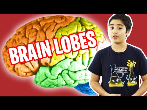 Brain Lobes and what they do - (Human Brain Series)