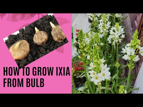 , title : 'Growing Ixia(corn flower) from bulb..'