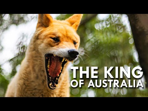 Australia’s Wild Dingoes Are Such Fascinating Creatures!