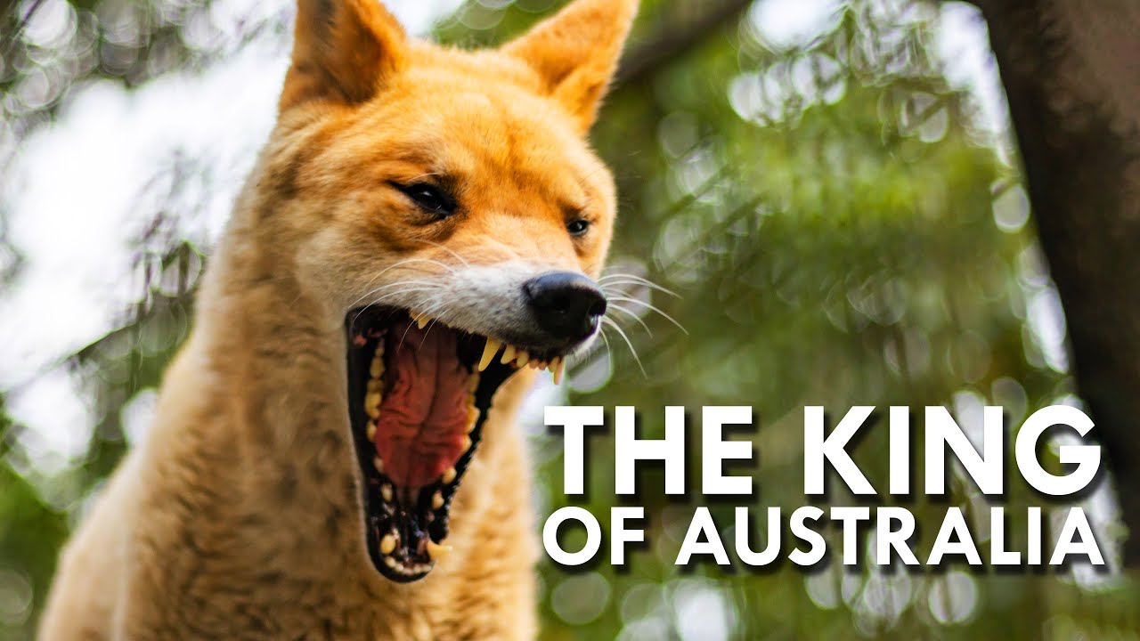 What is a dingo — complete guide to Australia's iconic wild dog
