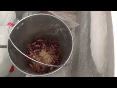 What I do With the Bugs in my Yard