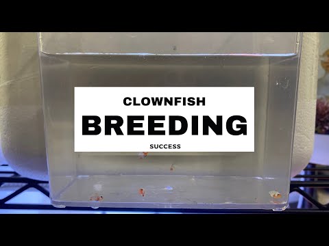Clown Fish Breeding Success - My Experience