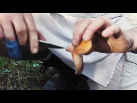 WATCH: How to get started foraging for mushrooms