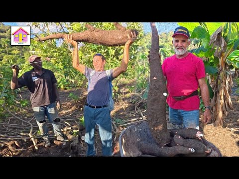 Sacan en Jarabacoa LA YUCA MAS GRANDE que jamás yo haya visto
