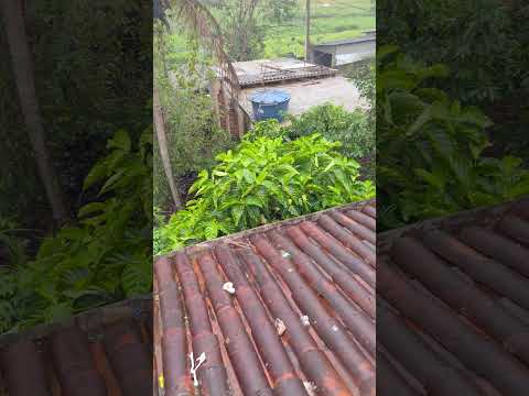 Palmerina Pernambuco