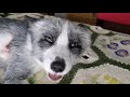 Malachi The Fox Cries