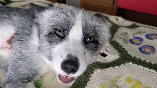 Malachi the fox cries