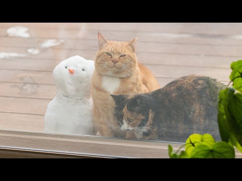 버찌와 마고가 마당에 온지 8년이 되었어요