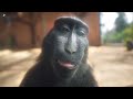 Low Quality Monkey
