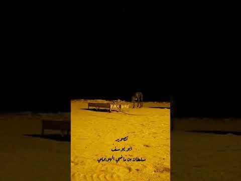 في مشاش جرود شرق العظيم شف حجم الذيب وشكل نادر