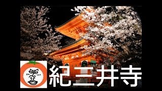 preview picture of video '1 minute 【 うろうろ和歌山 】　紀三井寺 夜桜　桜　ライトアップ　和歌山県　和歌山市 Kimii-dera temple Wakayama City , Japan  纪三井寺 기미이데라'