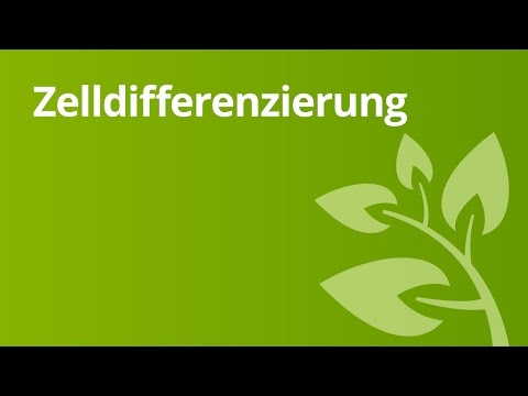Zelldifferenzierung und Gewebe | Biologie | Biologie der Zellen