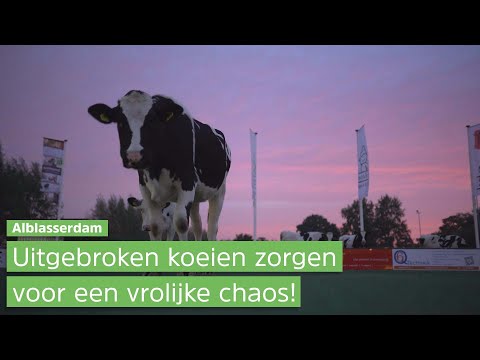 Vijf ONTSNAPTE koeien zorgen voor NACHTELIJKE ESCAPADES in Alblasserdam en omgeving