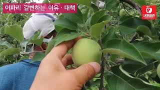 [사과재배] 가을까지 갈수 있을 것인가/별탈없이 가는 법