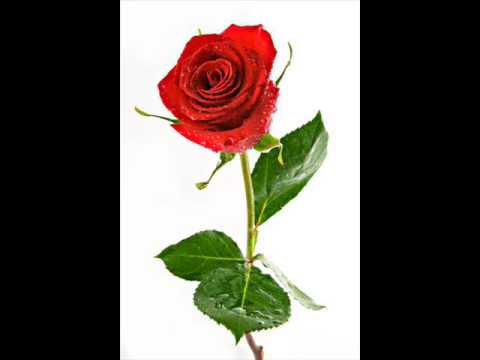 69-100 (eFJot, Expe, Kedyf, Kodi, Emrat, Abel, Żywy & Mops) - Dla kobiet