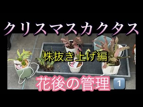 3つの重要なステップでクリスマスサボテンを復活させる方法!  庭園
