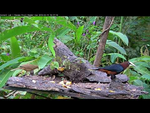 Chestnut-headed Oropendola and male Green Honeycreeper – Feb. 15, 2018