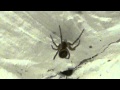 Poisonous false widow spiders - A deadly spider ...