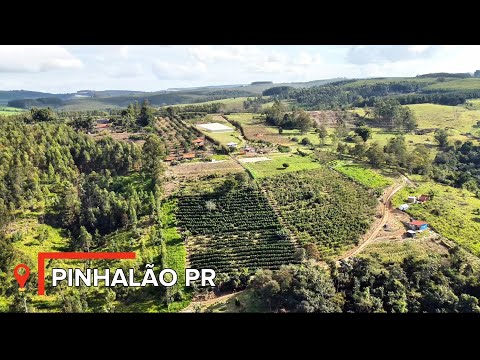 CHÁCARA DO DAVID EM PINHALÃO PARANÁ COM 6 MIL PÉS DE CAFÉ 43 99944-6120