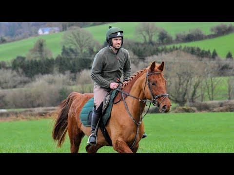 4YO ISH by Future Trend ex. Kings Master - Image 2