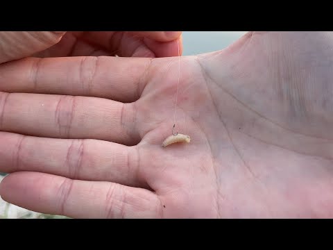 Innesco di Un Bigattino su un Amo del 22 #shorts