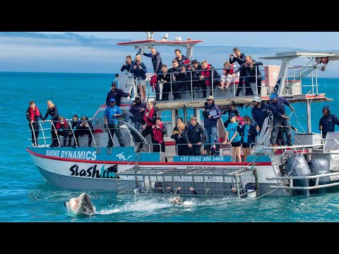 Shark Cage Diving Adventures Marine Dynamics, South Africa