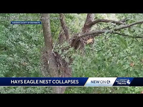 Hays bald eagle nest collapses after Tuesday storms