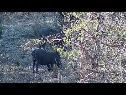 Djuma: Nyala bull, Impalas and Warthogs - 15:07 - 09/05/2022