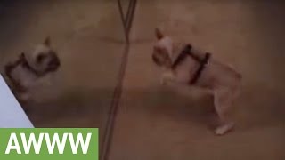 animale faza amuzanta caine la oglinda