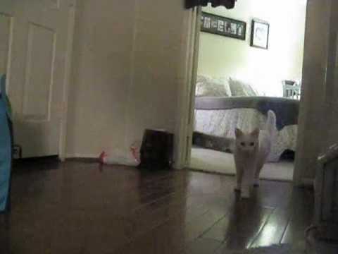 jack (jak) n: a mischievous cat that causes trouble Video