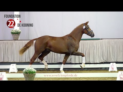 Westf. Hauptkörung Reitpferdehengste 2020: 22 Foundation - De Kooning - Farewell III