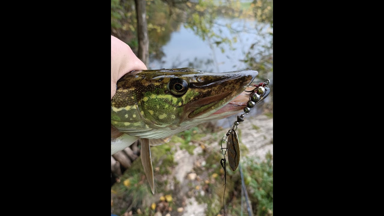 Lidaka pirmaja metiena....;]]