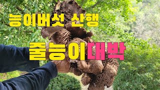 살다 살다 이런 줄능이는 처음???  험한 산꼭대기 능이버섯채취 채취방법중요성