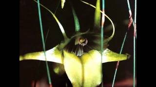 Psychic TV - Always is Always