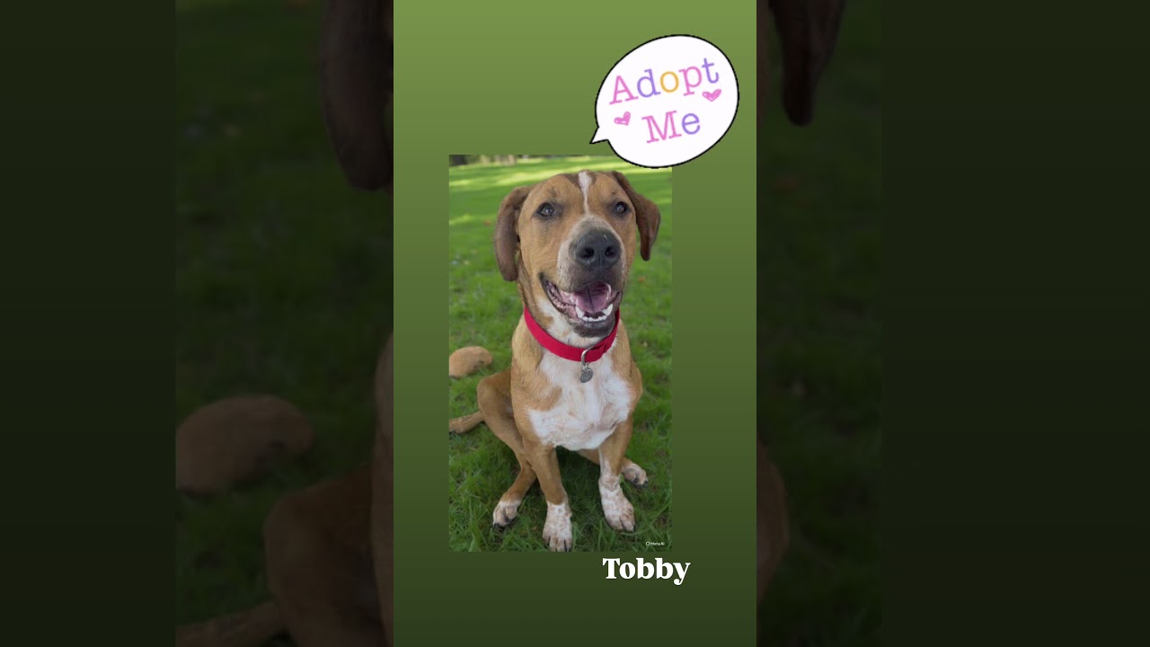 Toby, a Adoptable Mixed Breed in San Ysidro, CA video 6/6