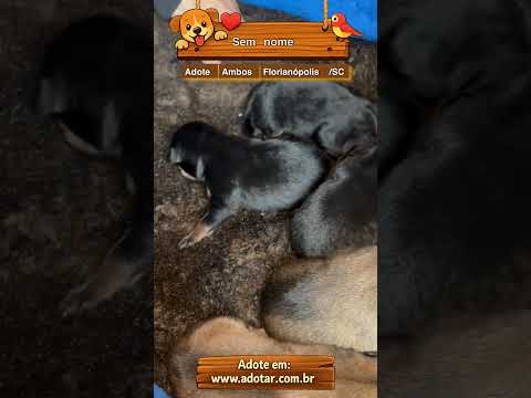 Vídeo de Sem nome