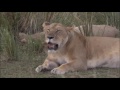 Safari Live : James in the Mara Triangle as seen on drive today Sept 23, 2016