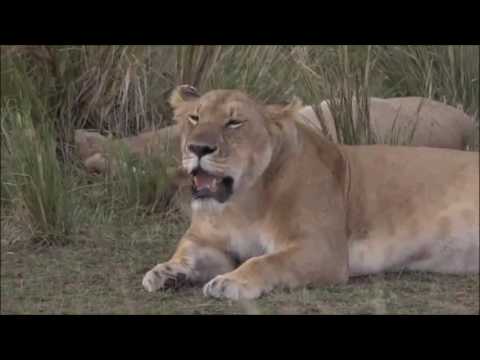 Safari Live : James in the Mara Triangle as seen on drive today Sept 23, 2016