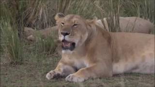 Safari Live : James in the Mara Triangle as seen on drive today Sept 23, 2016