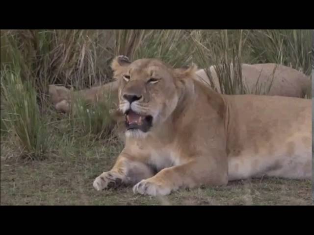 Safari Live : James in the Mara Triangle as seen on drive today Sept 23, 2016