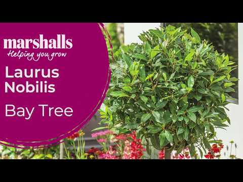 Standard Bay Tree (Laurus nobilis) | Evergreen Elegance for Pots & Patios