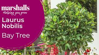 Standard Bay Tree (Laurus nobilis) | Evergreen Elegance for Pots &amp; Patios