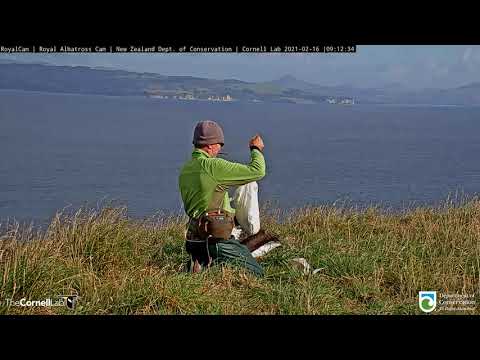 Morning Weigh In For Royal Albatross Chick – Feb. 16, 2021