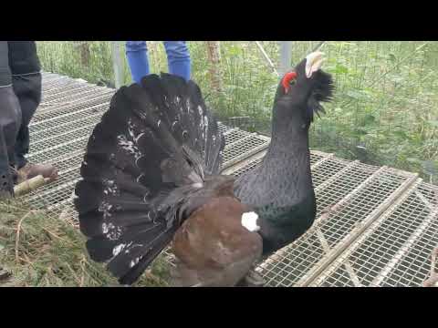 Jimmy the capercaillie