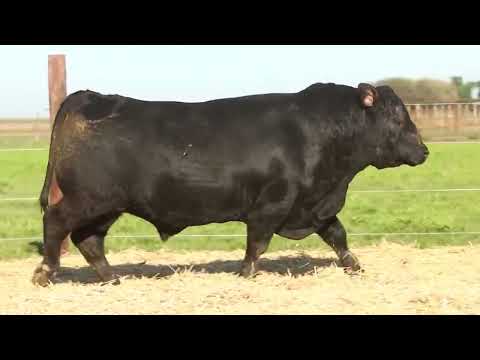 Remate de reproductores de Cabaña 'Los Retoños': 27 de agosto en San Justo