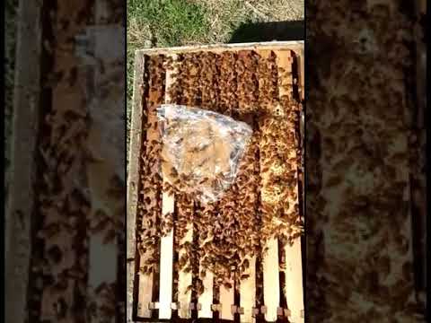 Aufgaben, die im Frühjahr erledigt werden – Imkerei ohne Grenzen