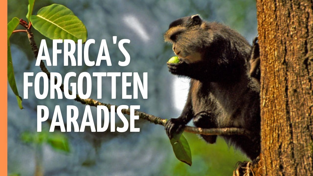 Green Heart of Kenya: The Miraculous Kakamega Forest | Full Documentary