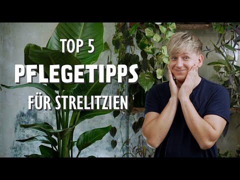 , title : 'Die 5 BESTEN Pflegetipps für deine Strelitzia (Paradiesvogelblume)'