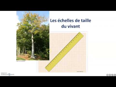 les echelles de taille du vivant